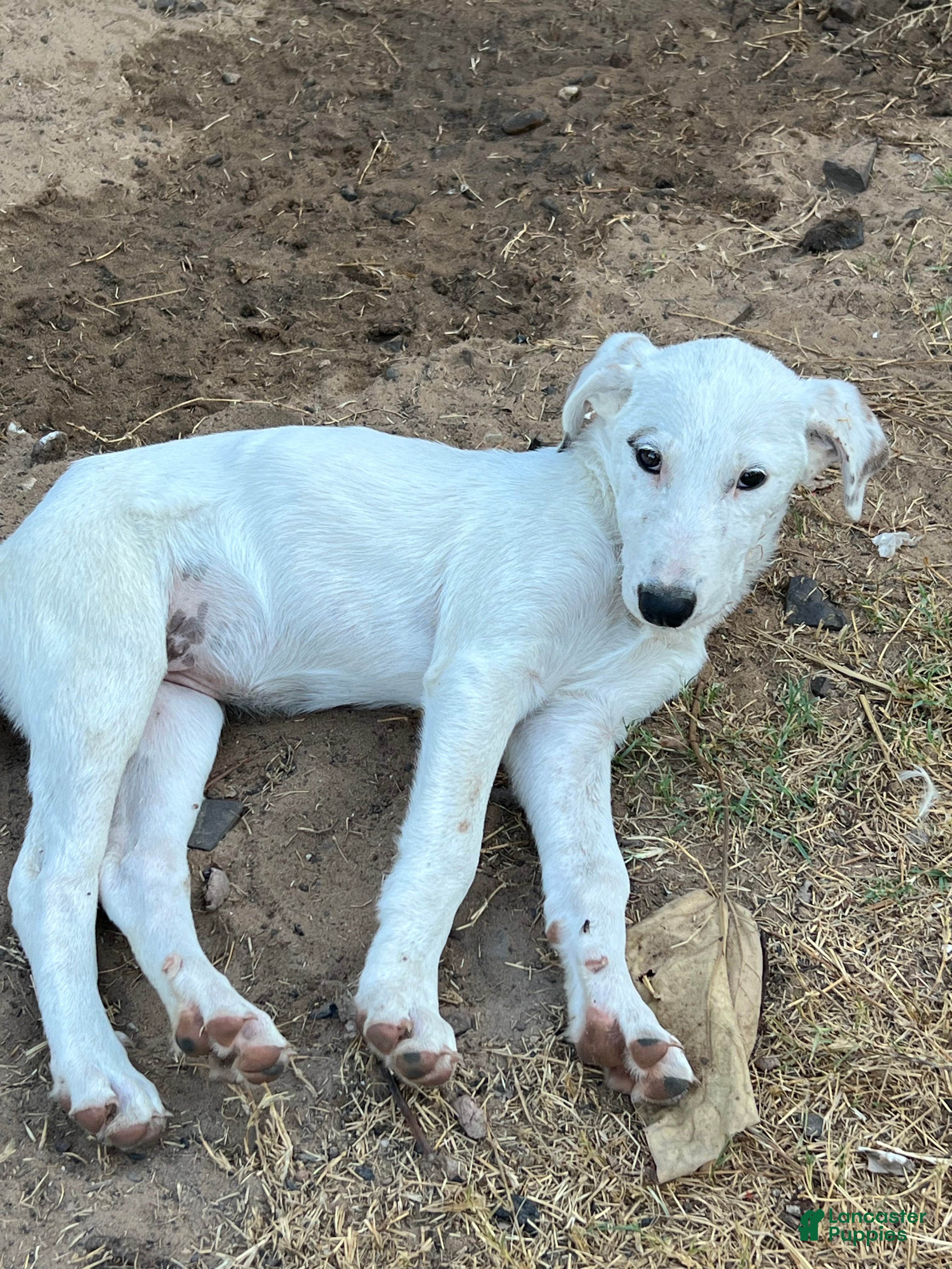 Mixed Breed dogs Scriggy  - Ad 1
