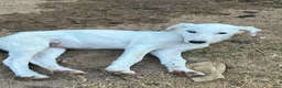 Mixed Breed dogs for sale: Scriggy  - Ad 1
