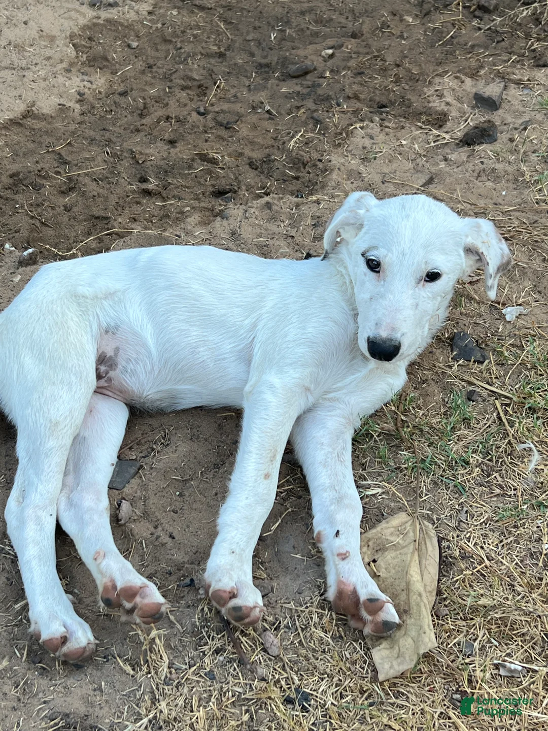 Mixed Breed dogs for sale: Scriggy  - Ad 1