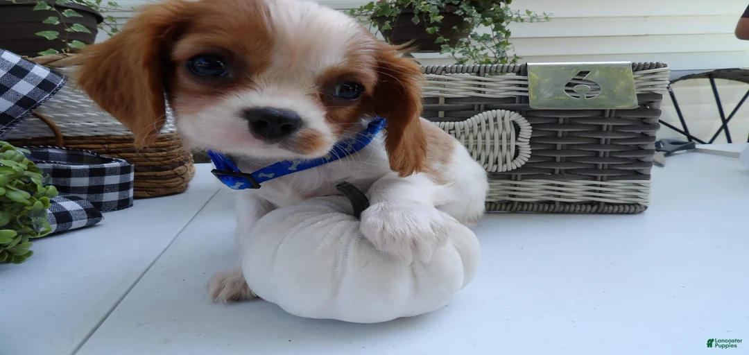 Gallery Image {{count}}