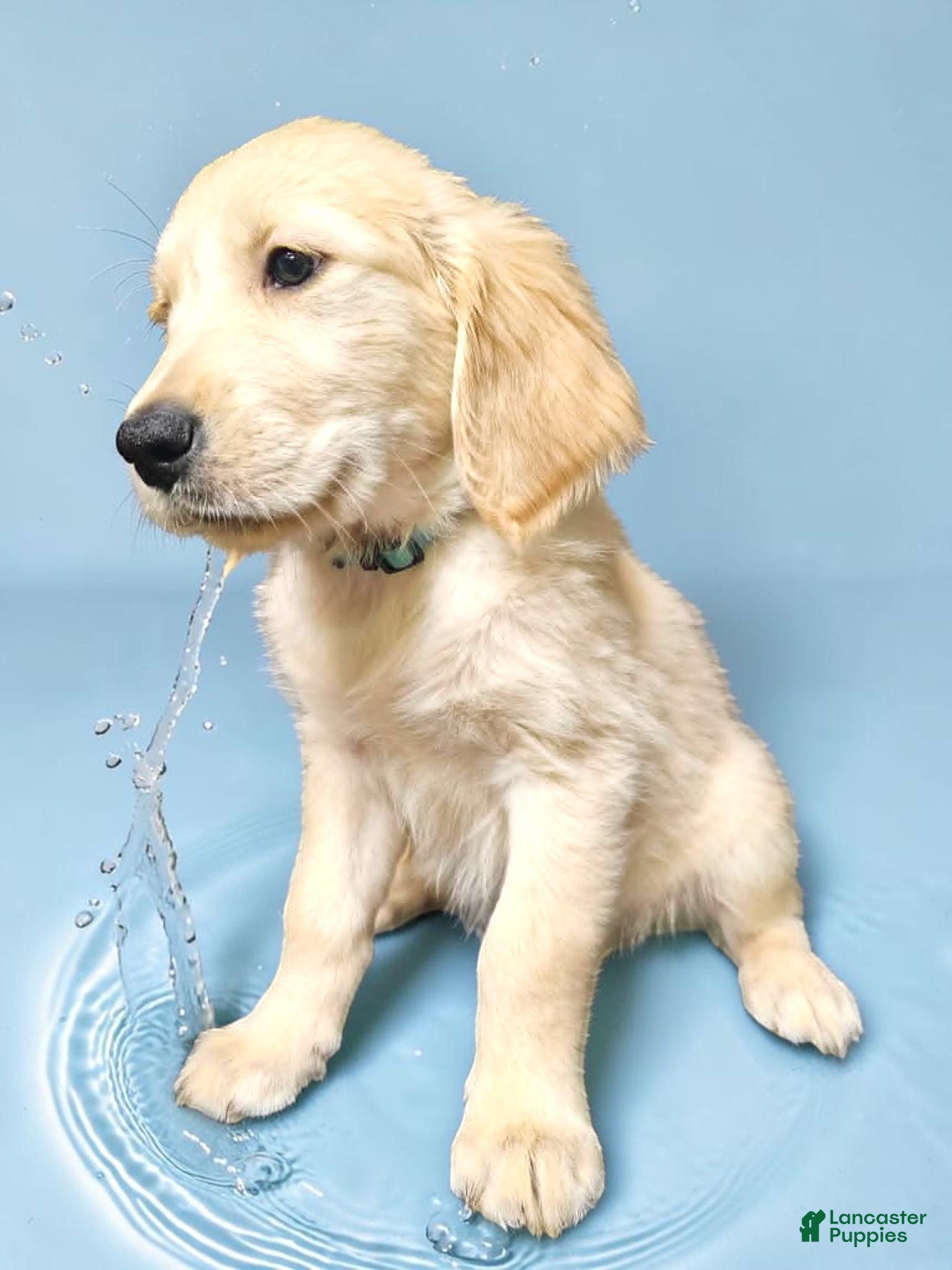 Golden Retriever dogs Golden Retriever 2 - Ad 2