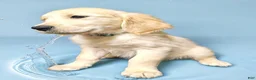 Golden Retriever dogs for sale: Golden Retriever 2 - Ad 2