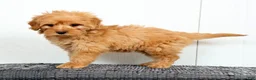 Mini Goldendoodle dogs for sale: Tucker - Ad 1