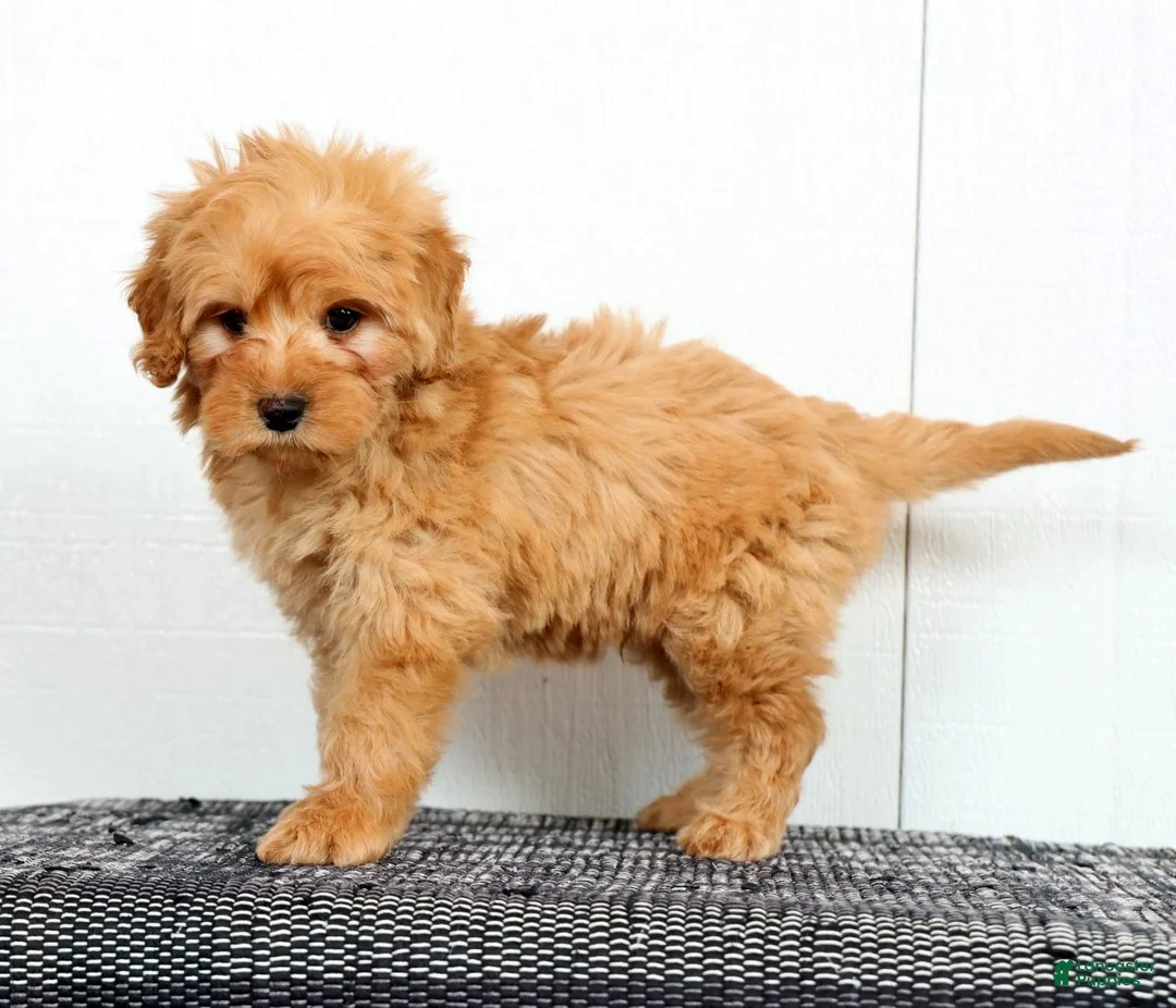 Mini Goldendoodle dogs for sale: Tucker - Ad 1