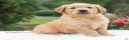 Golden Retriever dogs for sale: Hayley  - Ad 4