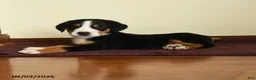 Greater Swiss Mountain Dog dogs for sale: Dwayne - Ad 3