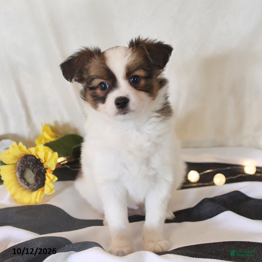Papillon dogs for sale: Quinto - Ad 2