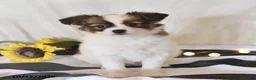 Papillon dogs for sale: Quinto - Ad 2
