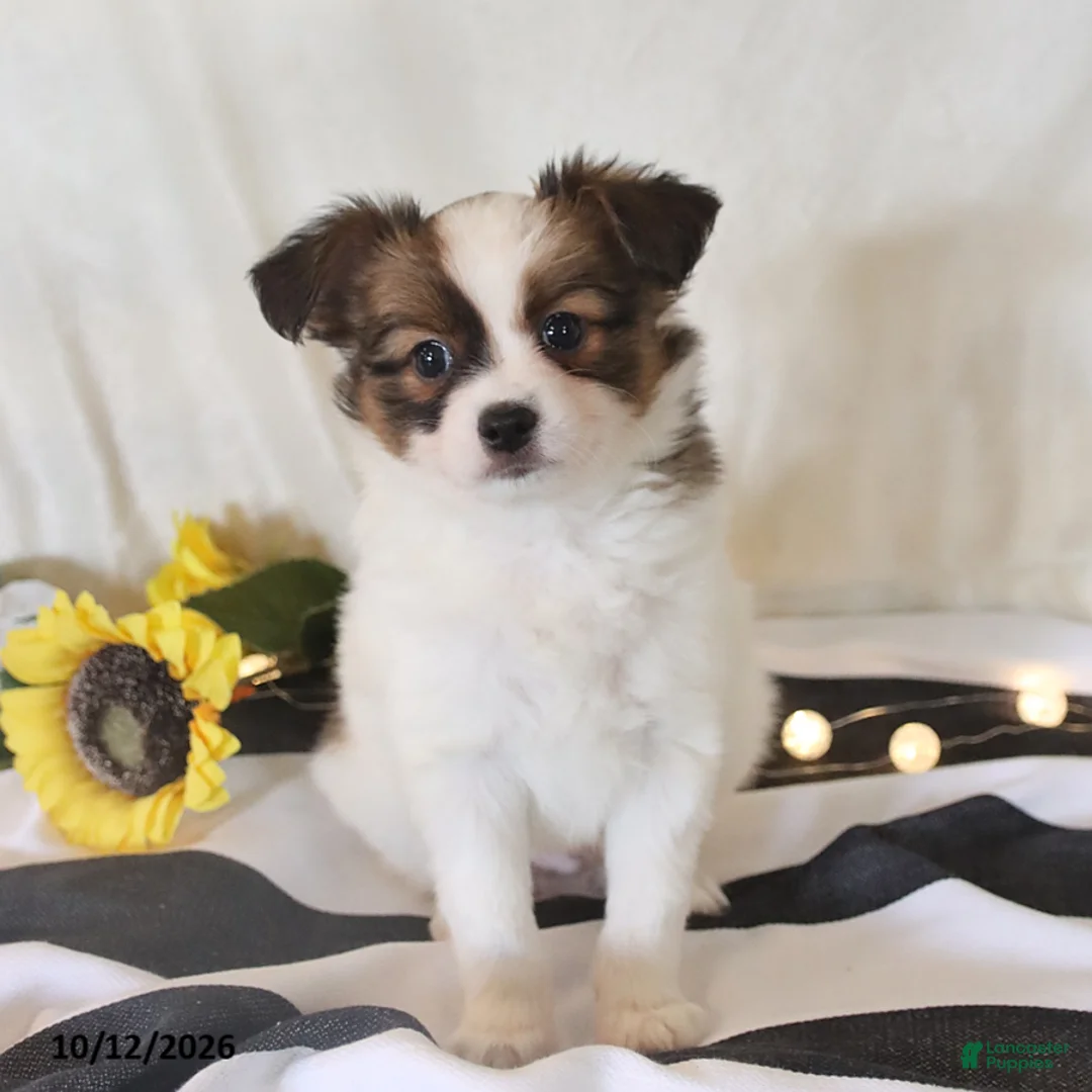 Papillon dogs for sale: Quinto - Ad 2