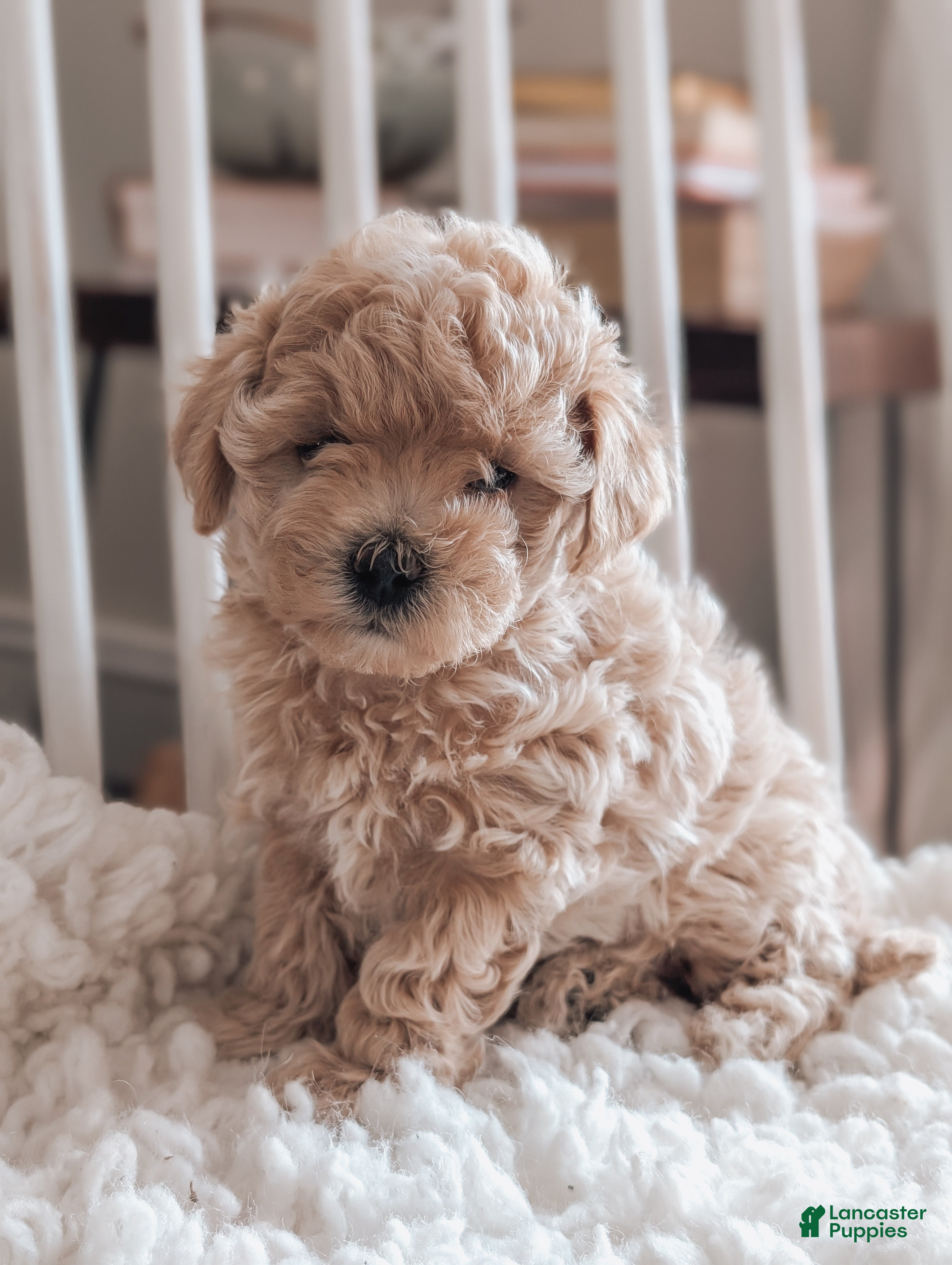 Maltipoo dogs Jenna - Ad 1