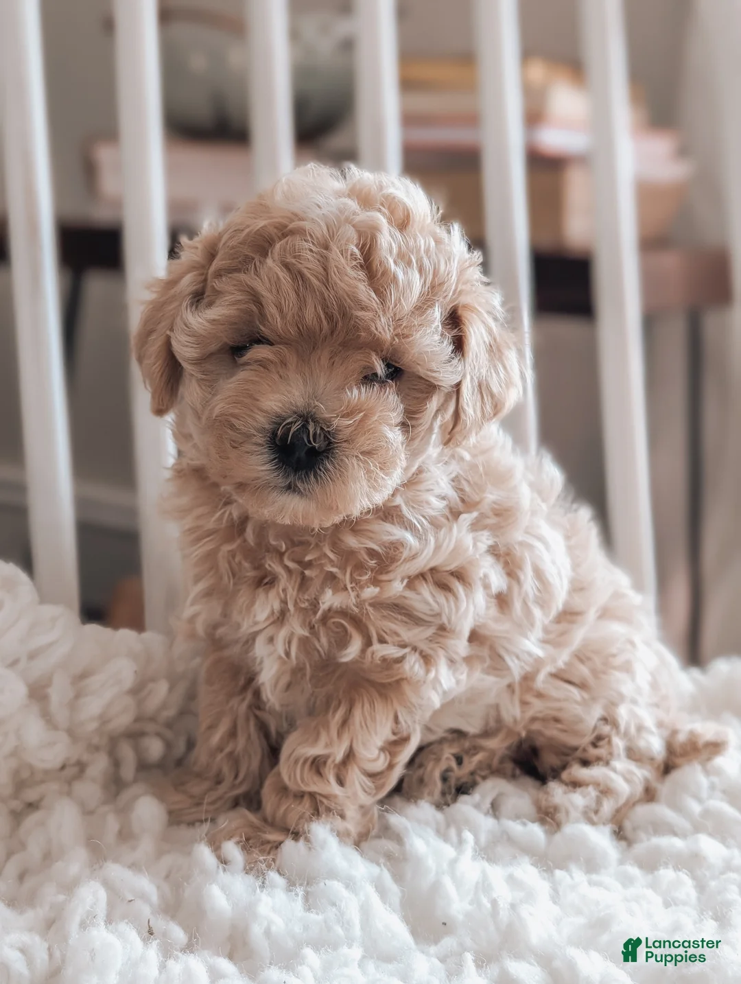 Maltipoo dogs for sale: Jenna - Ad 1