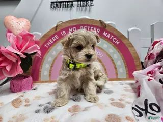 Maltipoo dogs Maltipoo Rambo Jaye - Ad 36