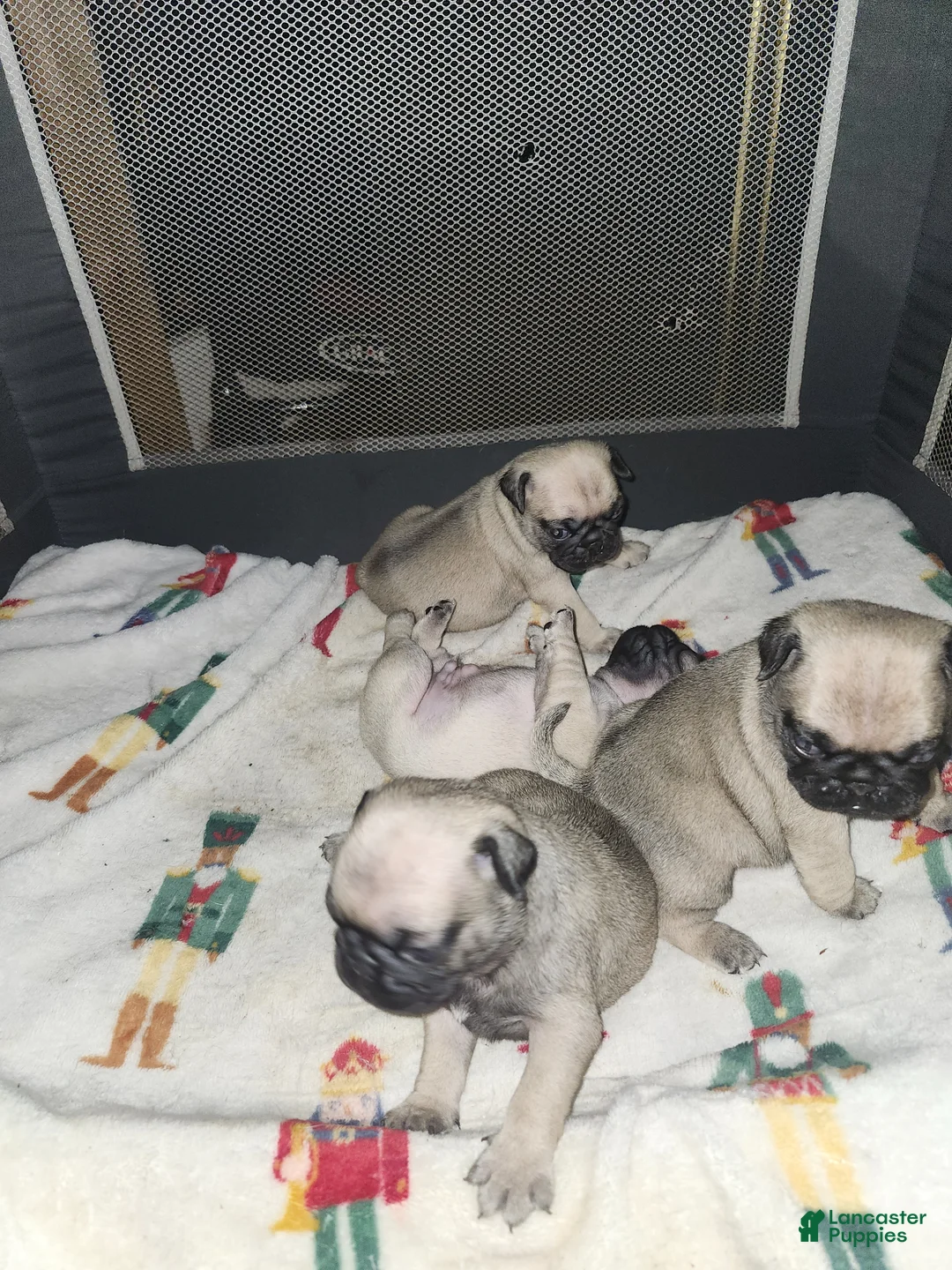 Pug dogs for sale: Pug Puppy 2 - Ad 1