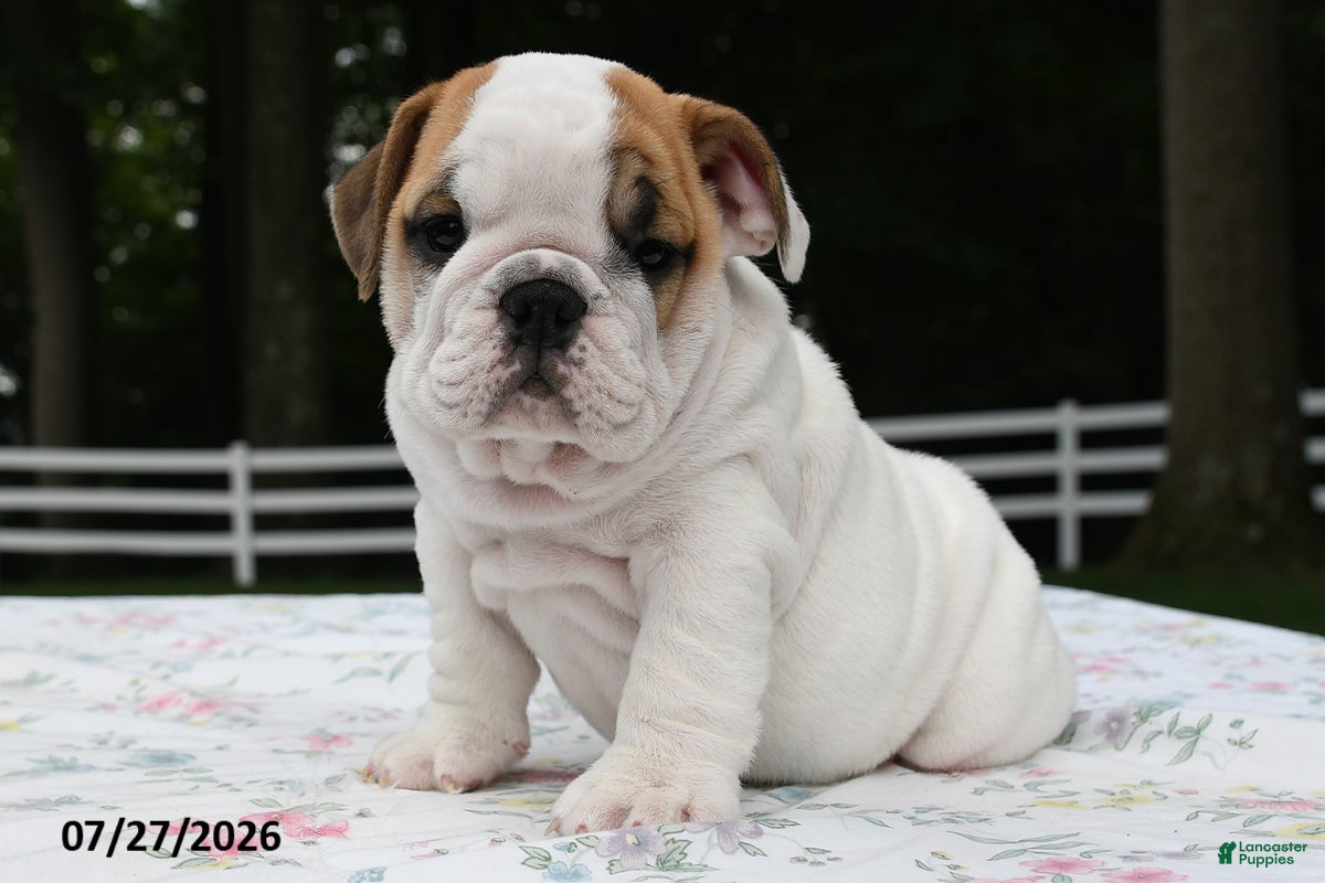 English Bulldog dogs Alex - Ad 2