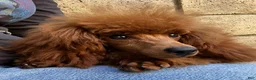 Toy Poodle dogs for sale: Billy - Ad 5