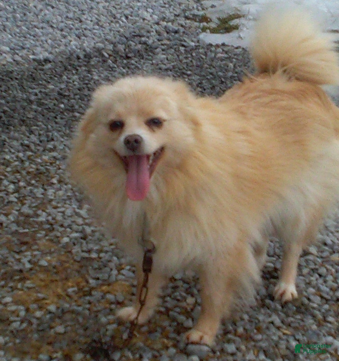 Pomeranian dogs for sale: Nicole - Ad 4