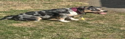 American Bully dogs for sale: Future - Ad 2