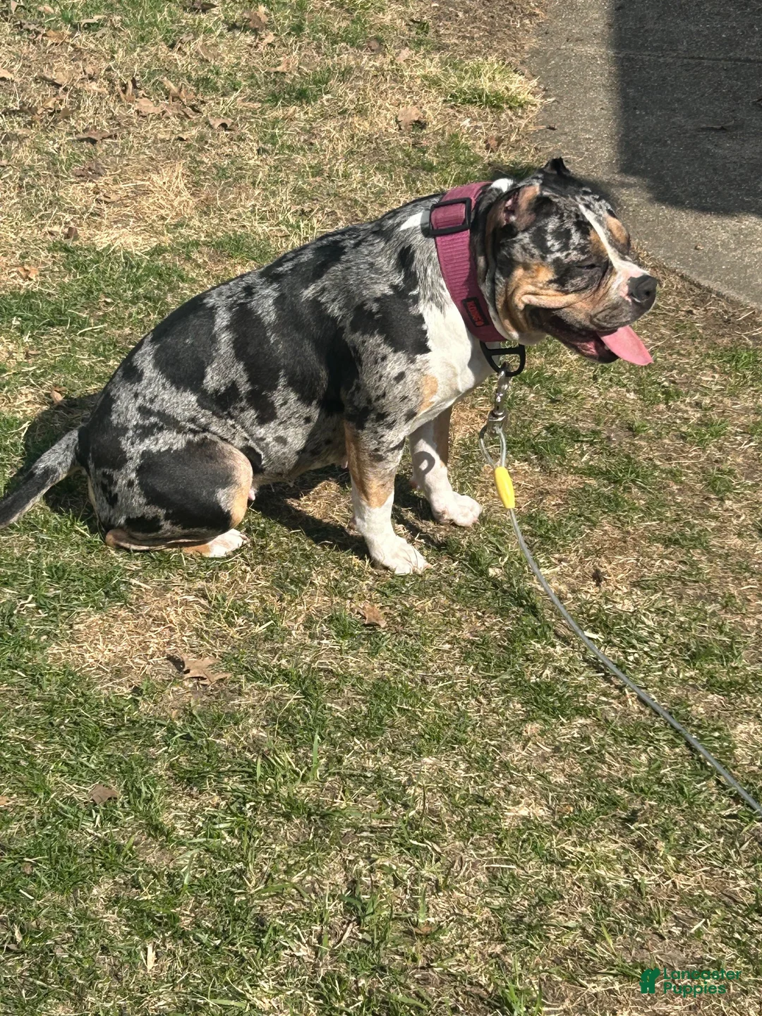 American Bully dogs for sale: Future - Ad 2