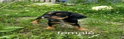 Cockapoo dogs for sale: Cockapoo 4 - Ad 1
