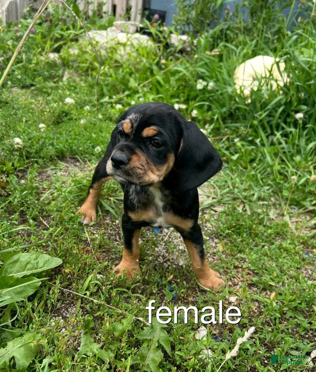 Cockapoo dogs for sale: Cockapoo 4 - Ad 1