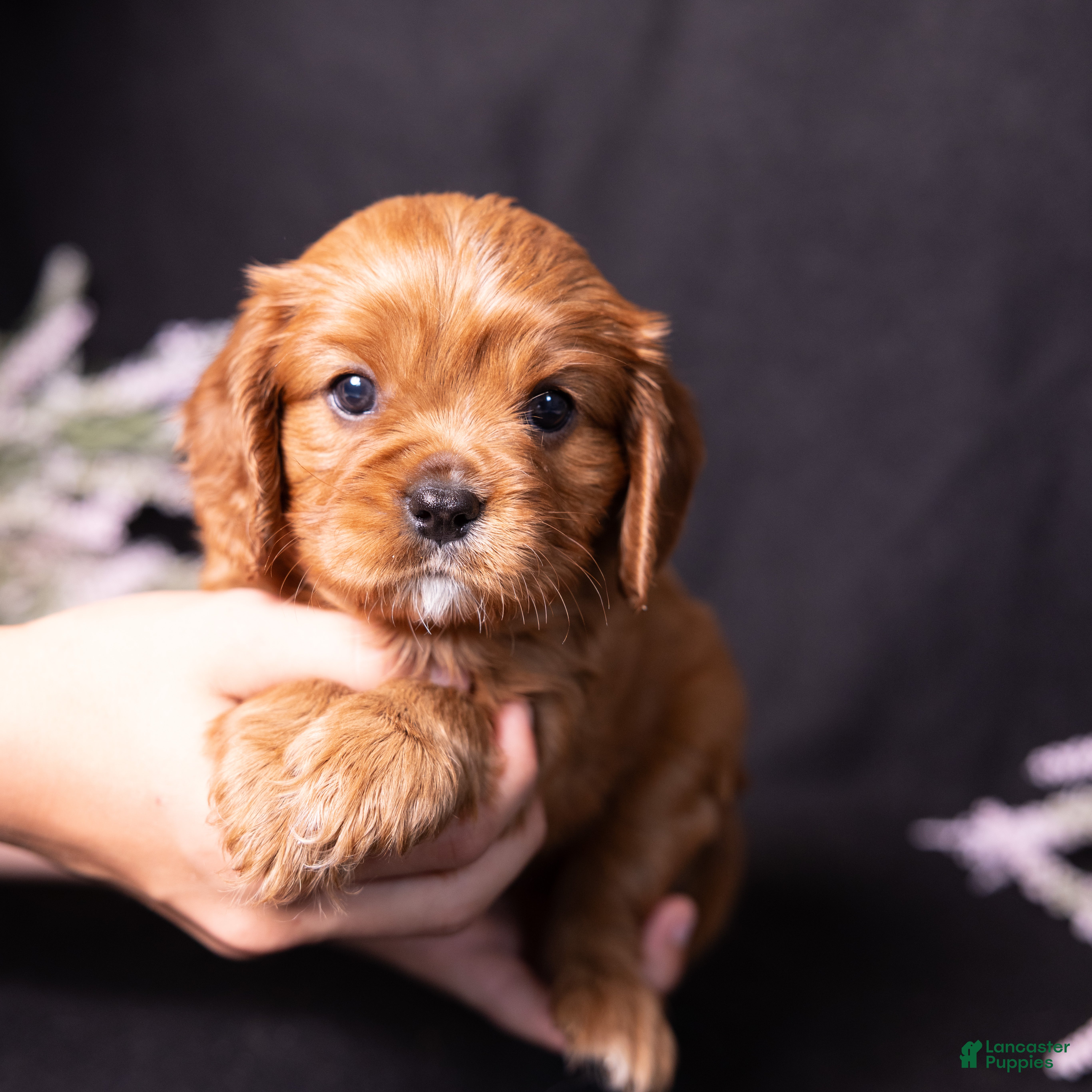 Cavalier King Charles Spaniel dogs Tyson - Ad 1