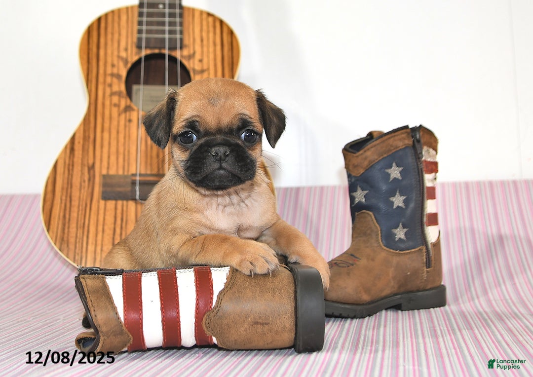 Jug dogs for sale: Ava - Ad 1