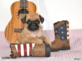 Jug dogs Ava - Ad 40