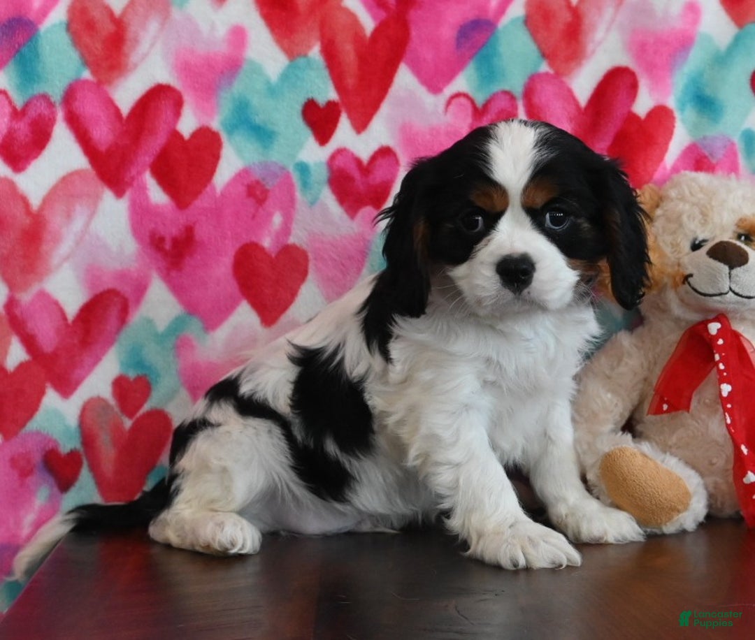 Cavalier King Charles Spaniel dogs for sale: Rover - Ad 3
