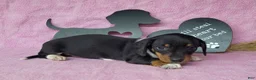 Miniature Dachshund dogs for sale: AKC Sofie *Delivery available* - Ad 3