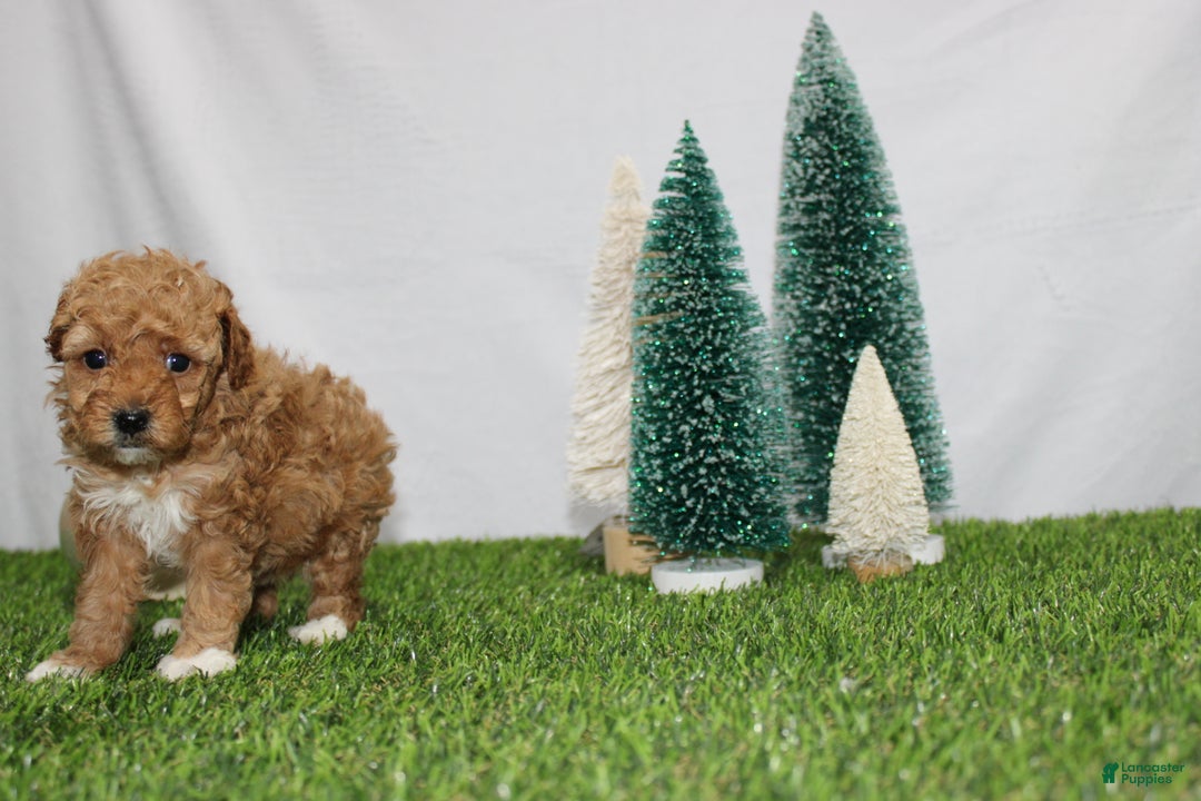 Toy Poodle dogs for sale: Adelle - Ad 2