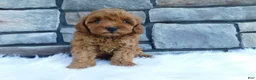 Cavapoo dogs for sale: Daisy - Ad 1