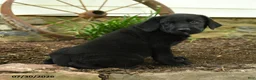 Labrador Retriever dogs for sale: Lightning - Ad 5