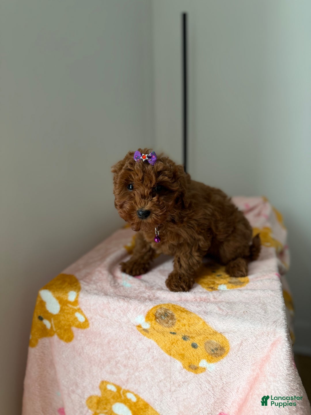 Toy Poodle dogs for sale: Polly - Ad 4