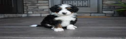 Mini Bernedoodle dogs for sale: Cuddles - Ad 12