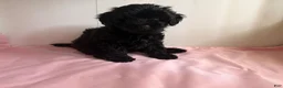 Yorkiepoo dogs for sale: Umi - Ad 3