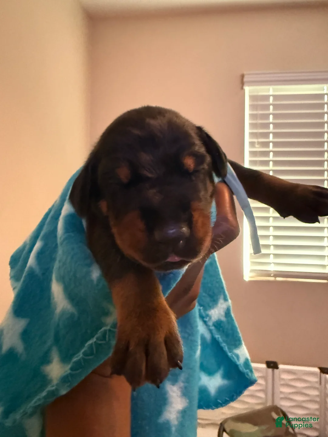 Doberman Pinscher dogs for sale: Sirius-Lt Blue Collar - Ad 2