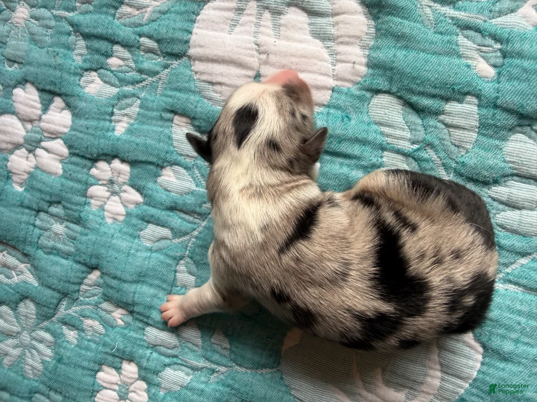 Australian Shepherd dogs for sale: Abilene  - Ad 1