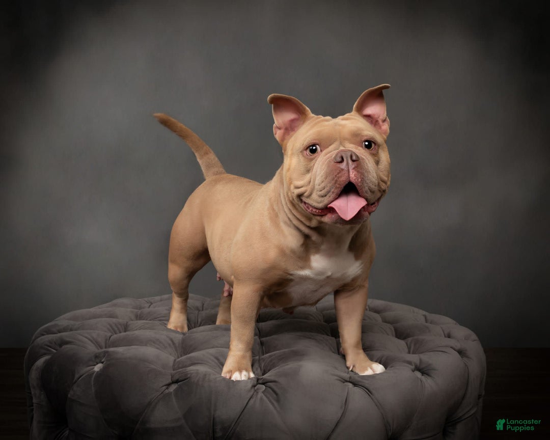 Gallery Image {{count}}