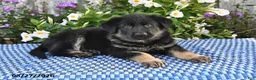 German Shepherd dogs for sale: Otis - Ad 2