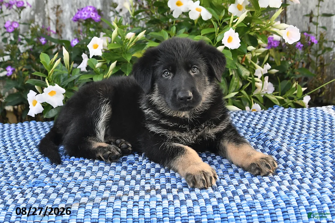 German Shepherd dogs for sale: Otis - Ad 2