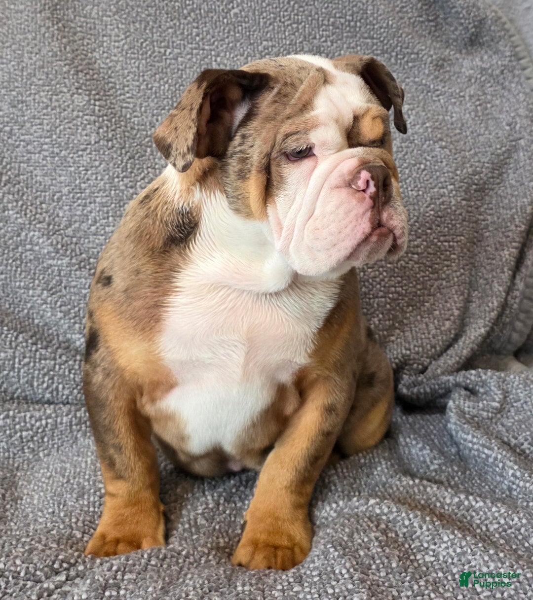 English Bulldog dogs for sale: Gatski - Ad 1