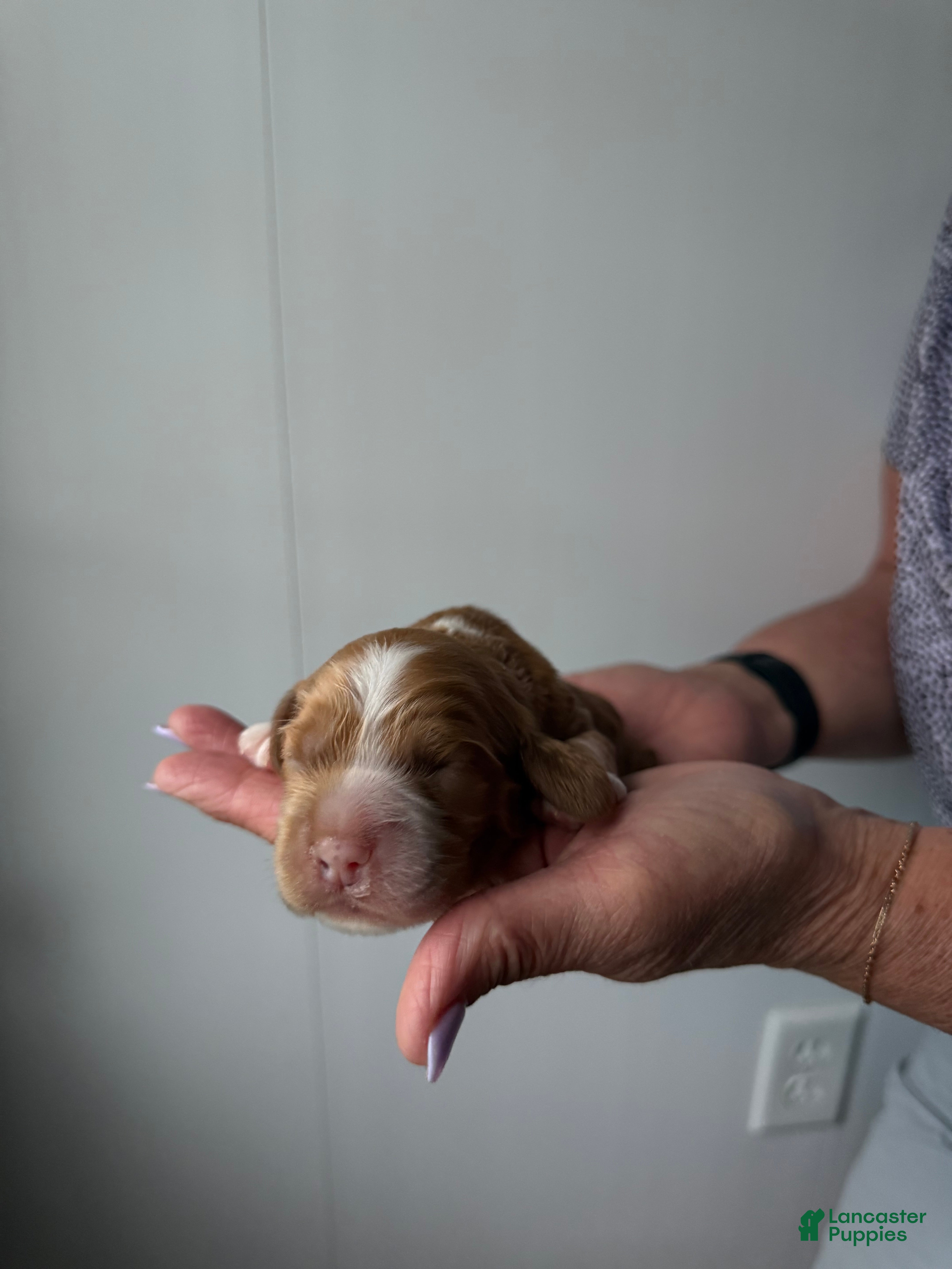 Cocker Spaniel dogs Edmund - Ad 1
