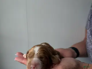 Cocker Spaniel dogs for sale: Edmund - Ad 3