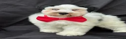 Schnauzer dogs for sale: Bandit - Ad 6