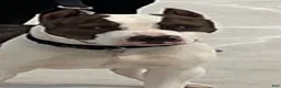 American Staffordshire Terrier dogs for sale: American Staffordshire Terrier 2 - Ad 43