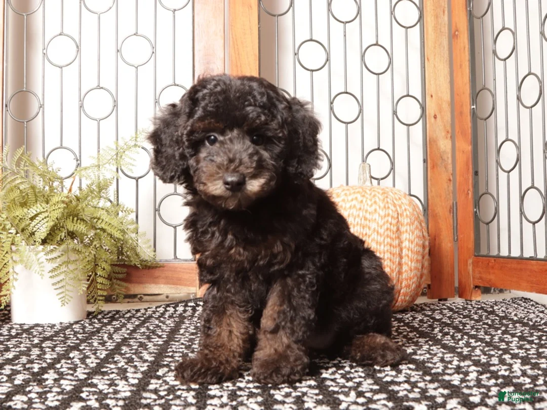 Miniature Poodle dogs for sale: Olive Smart Female Mini Poodle  - Ad 3
