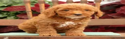 Miniature Poodle dogs for sale: Tommy - Ad 6