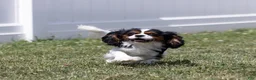 Cavalier King Charles Spaniel dogs for sale: Buck - Ad 8