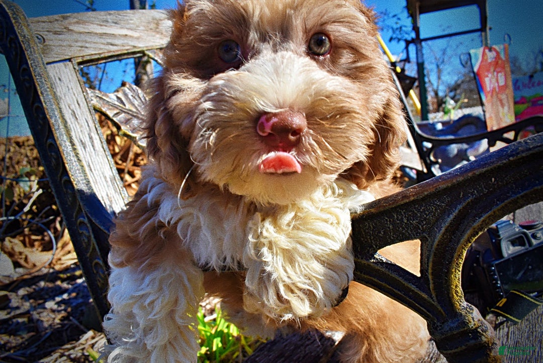 Havapoo dogs for sale: Romeo - Ad 4