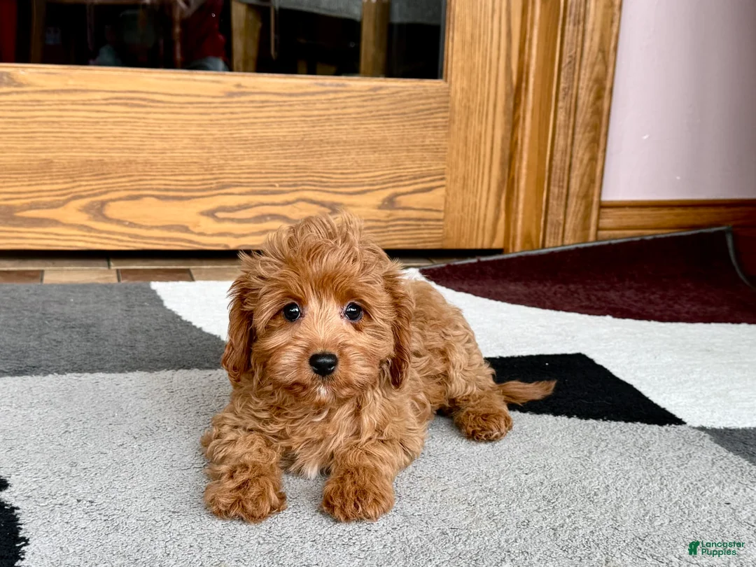 Cockapoo dogs for sale: Leona F1b - Ad 5